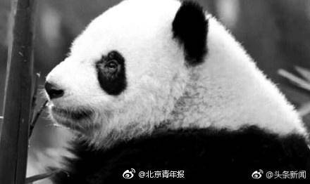 大熊猫“黑眼圈”变白是被虐待致