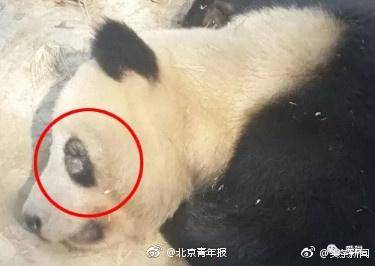 大熊猫“黑眼圈”变白是被虐待致