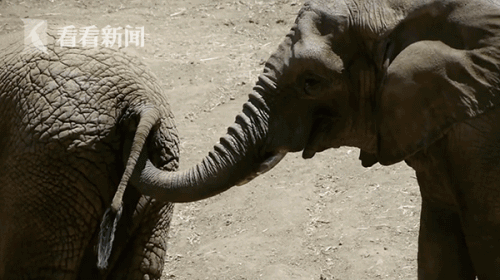 大象将鼻子伸进同伴肛门掏粪便食用