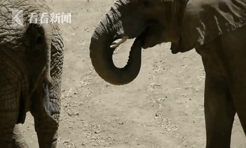 大象将鼻子伸进同伴肛门掏粪便食用