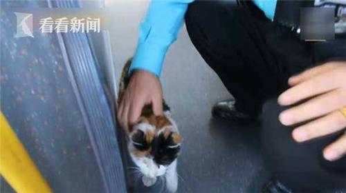 现实版“猫的报恩”！断腿小猫每天追恩人司机车