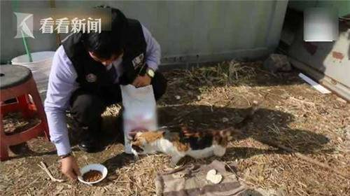 现实版“猫的报恩”！断腿小猫每天追恩人司机车
