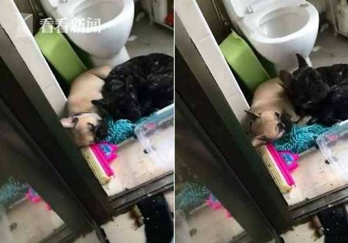狗狗咬坏水管客厅秒变游泳池 事后“萌混过关”
