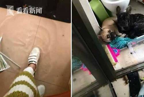 狗狗咬坏水管客厅秒变游泳池 事后“萌混过关”