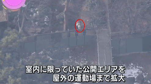 熊猫香香公主