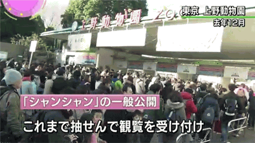 熊猫香香公主