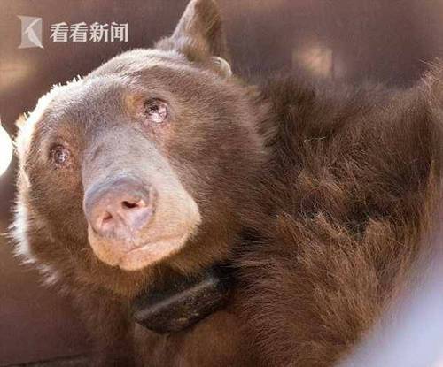 鱼和熊掌不可兼得？烧伤的熊掌却被鱼皮治愈了