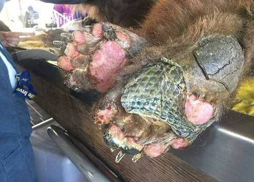 鱼和熊掌不可兼得？烧伤的熊掌却被鱼皮治愈了