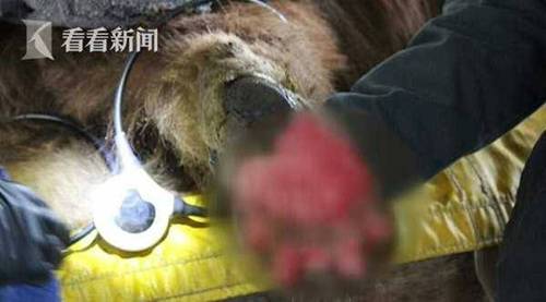 鱼和熊掌不可兼得？烧伤的熊掌却被鱼皮治愈了