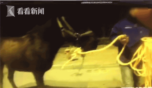 司机开车遛马被查 被交警严厉批评后徒步牵回