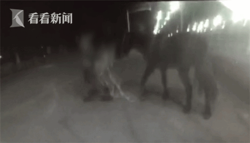 司机开车遛马被查 被交警严厉批评后徒步牵回