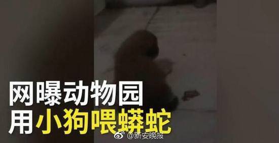 河南一动物园用小狗喂蟒蛇？ 工作人员：已制止