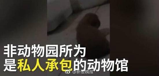河南一动物园用小狗喂蟒蛇？ 工作人员：已制止