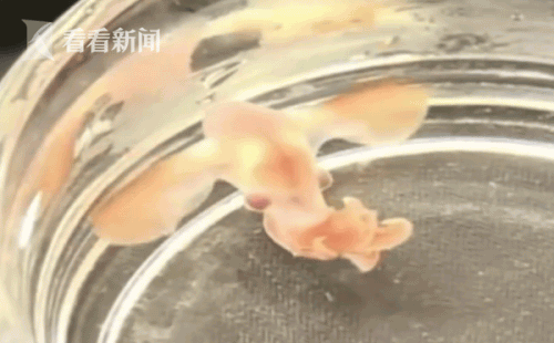 烟灰蛸属海洋生物“小飞象章鱼”