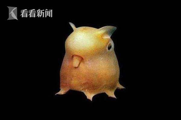 烟灰蛸属海洋生物“小飞象章鱼”