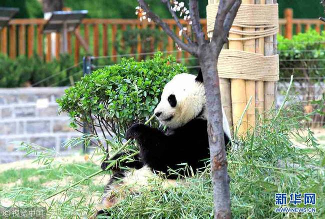 3月27日，山东济南春暖花开，动物园内熊猫在园中散步吃美食享受春天美好阳光。（图片来源：视觉中国）