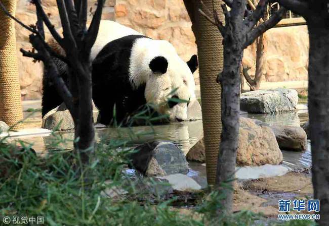 3月27日，山东济南春暖花开，动物园内熊猫在园中散步吃美食享受春天美好阳光。（图片来源：视觉中国）