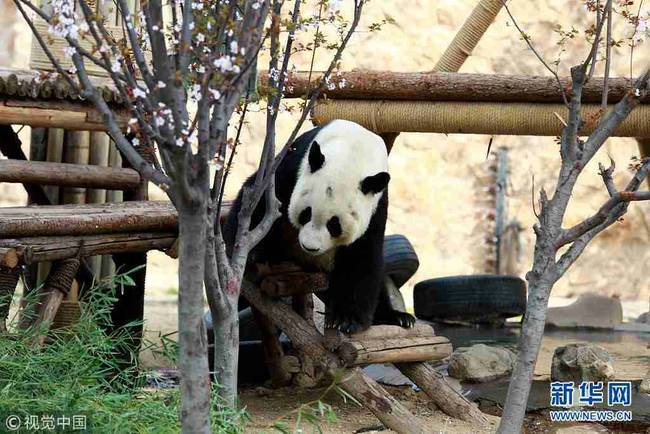 3月27日，山东济南春暖花开，动物园内熊猫在园中散步吃美食享受春天美好阳光。（图片来源：视觉中国）