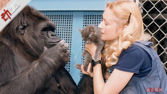 大猩猩可可去世 能听懂2至3千个英语单词