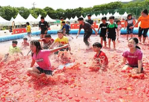 韩国举行西红柿节 去年西红柿节番茄里藏5枚金戒指