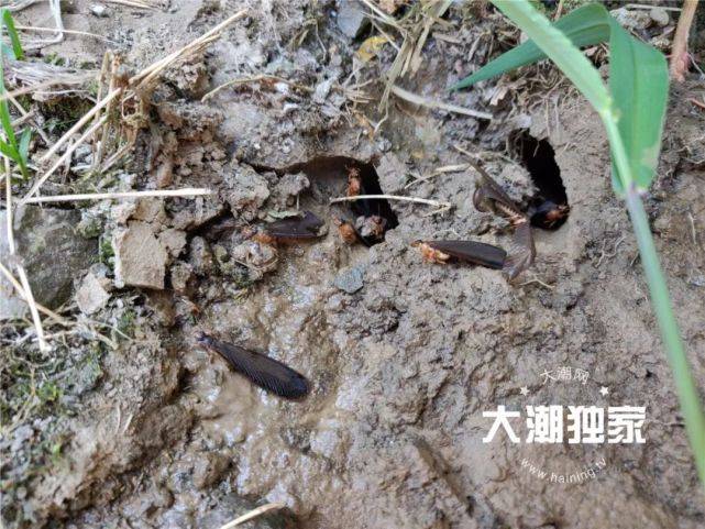 居民家挖出成千上万只白蚁 房子下面还有十几个窝