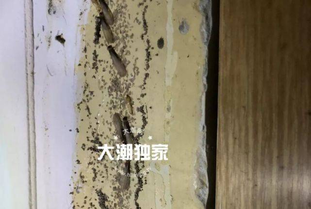 居民家挖出成千上万只白蚁 房子下面还有十几个窝
