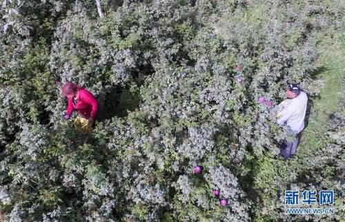 在和田市伊力其乡依盖尔其村，花农如则托合提·如孜（右）和爱人塔吉妮萨·伊敏在采摘玫瑰花（6月6日摄）。新华社记者 赵戈摄