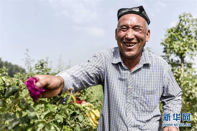 在和田市伊力其乡依盖尔其村，花农如则托合提·如孜在采摘玫瑰花（6月6日摄）。新华社记者 赵戈摄