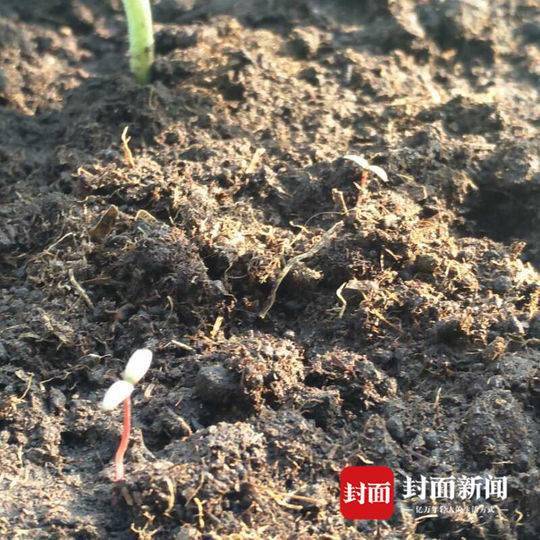 高校男生寝室种西瓜：想给生活添点绿色(图)