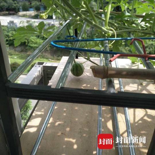 高校男生寝室种西瓜：想给生活添点绿色(图)