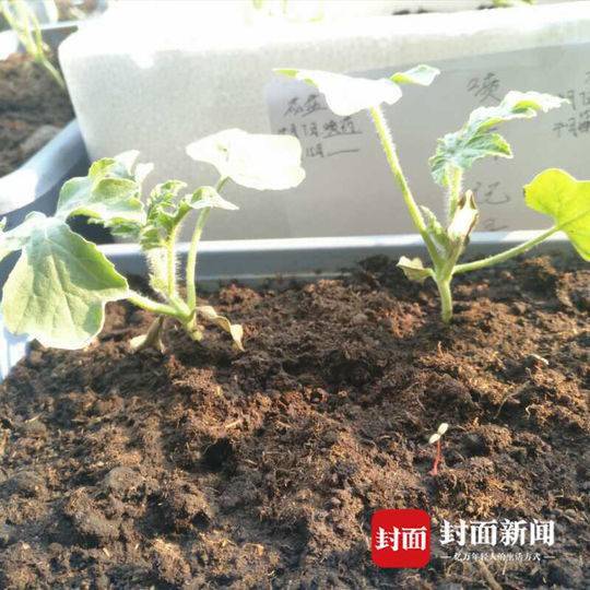 高校男生寝室种西瓜：想给生活添点绿色(图)