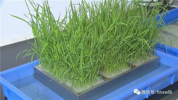 袁隆平将在6个省份试种耐盐碱杂交水稻 2020年大面积推广