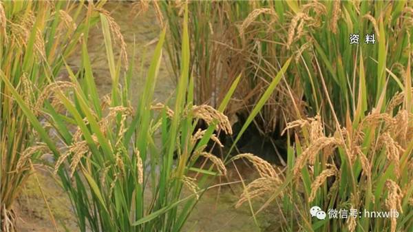 袁隆平将在6个省份试种耐盐碱杂交水稻 2020年大面积推广