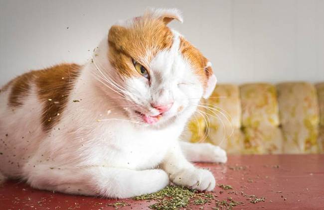 萌翻！美国摄影师拍摄猫咪吸食猫薄荷后反应(组图)