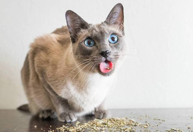 萌翻！美国摄影师拍摄猫咪吸食猫薄荷后反应(组图)
