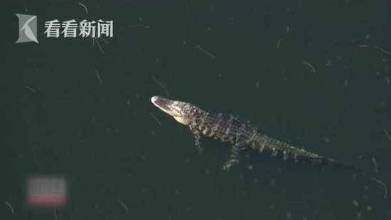 恐怖！女子湖边遛狗失踪 3.7米巨鳄胃中惊现手臂