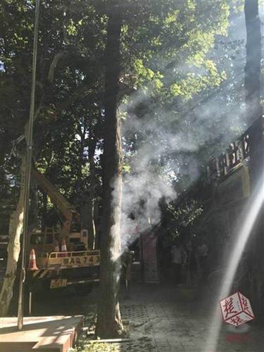 天气有多热？武汉汉口一棵枫杨热得都冒烟了！