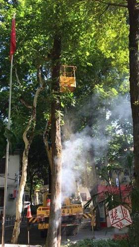 天气有多热？武汉汉口一棵枫杨热得都冒烟了！