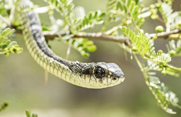 胆大!南非男子冒险拍摄自己在蛇眼中倒影
