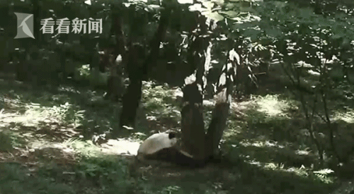 游客捡石砸大熊猫 劝阻警告均无效