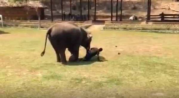 有爱！泰国一大象“危急时刻”挺身保护饲养员