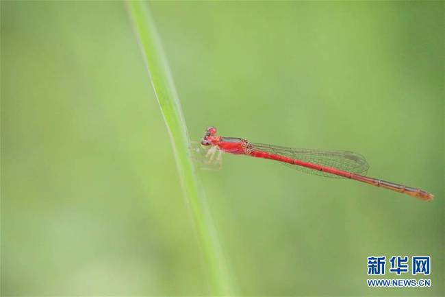 7月3日，在安徽省铜陵市西湖湿地公园，一只红蜻蜓在绿叶间停留。 新华社发（洪伟摄）