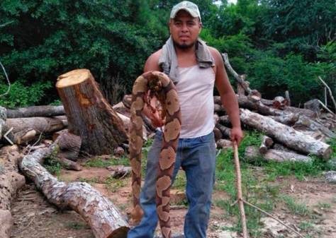美国一林业工人发现硕大铜斑蛇令人瞠目（图）