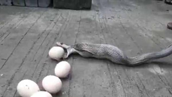 眼镜蛇一口气吞9颗蛋 被抓到后乖乖吐出“赃物”