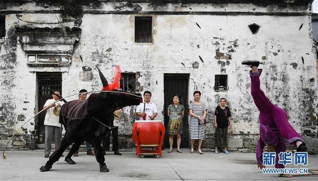 江苏常州：“调犟牛”表演进乡村(组图)