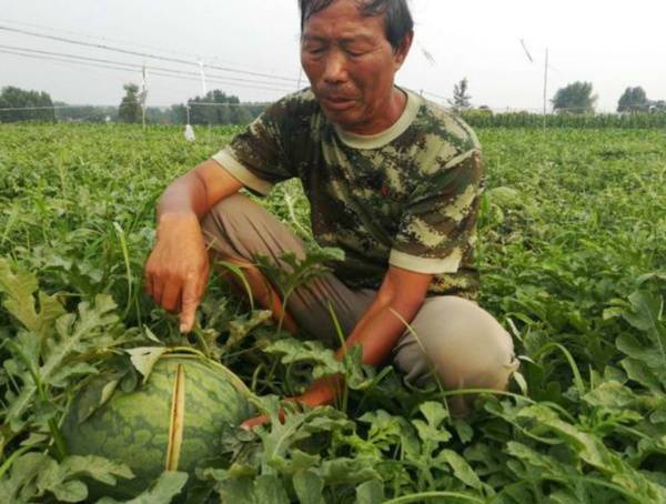 2万斤西瓜被砍烂 老农气得全身发抖 警方进行调查
