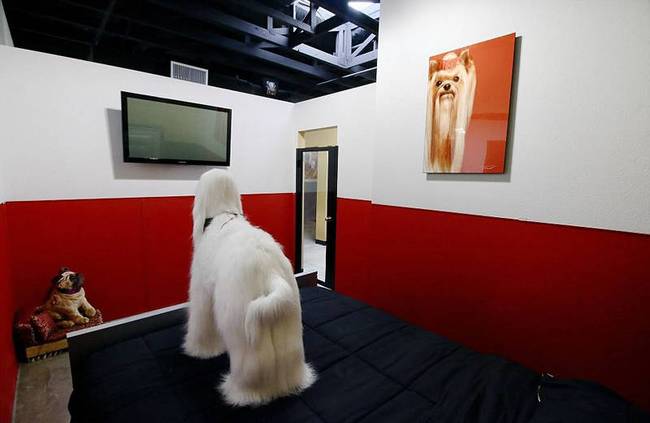 这家酒店所有宽敞的狗狗房间里都装置了网络摄像头，狗狗主人可以连接，了解狗狗的动态。
