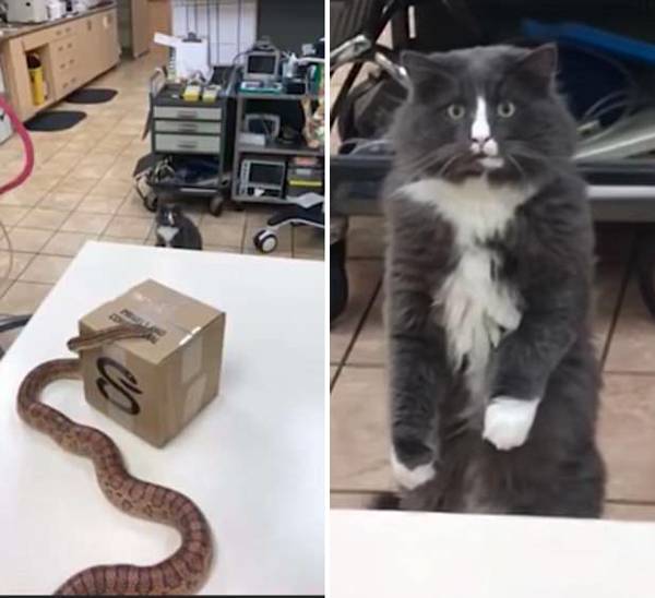 加拿大宠物猫首次见蛇 反应呆萌现魔性表情