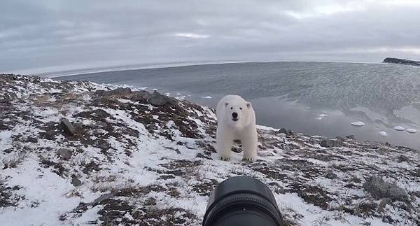 萌！好奇北极熊三番五次接近镜头被摄影师赶跑（图）