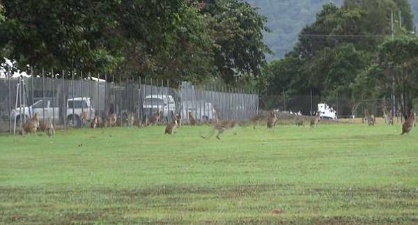 澳公园沙袋鼠不堪饥饿与精神重压 80只撞死在铁网上